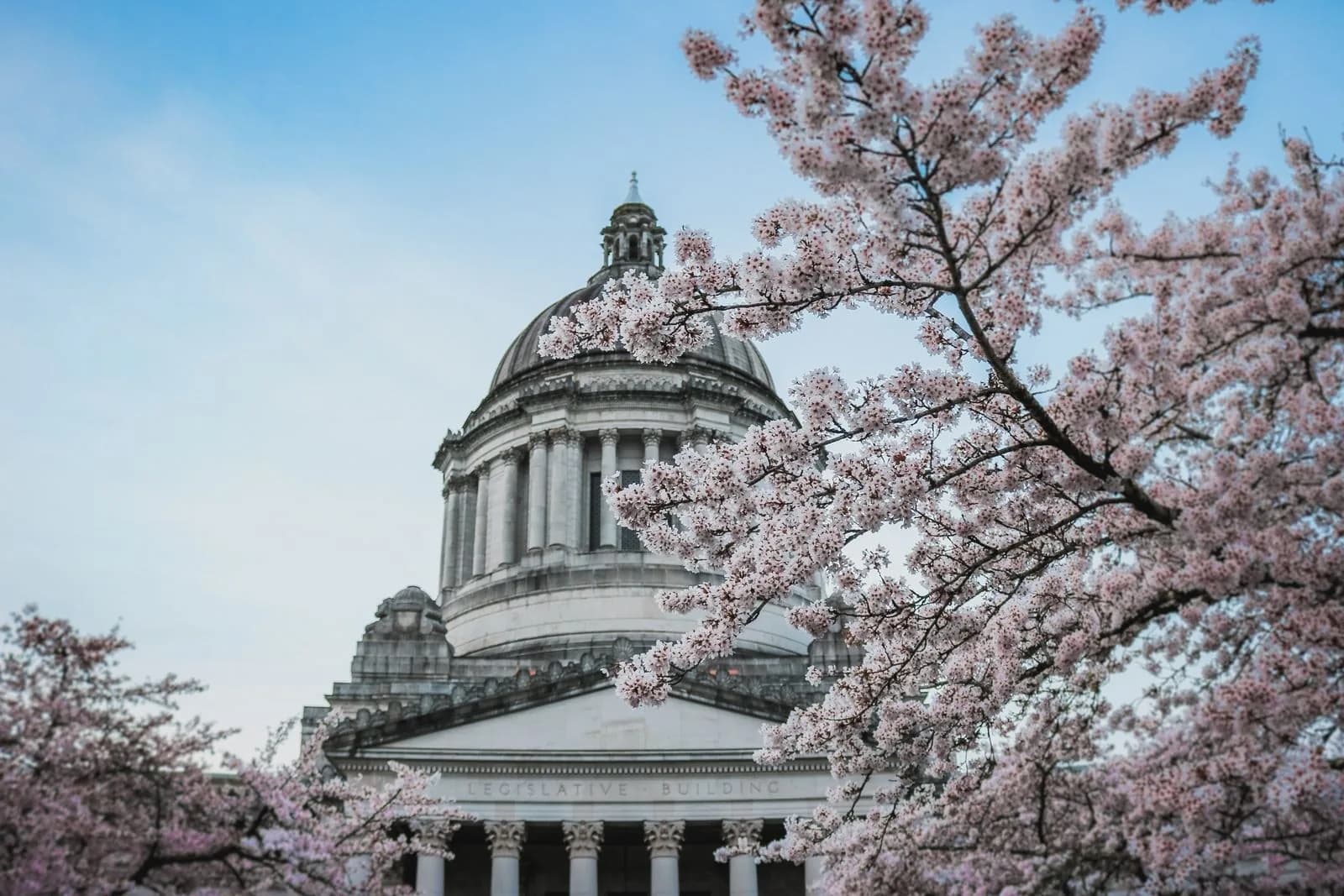Washington State Capitol with cherry blossoms